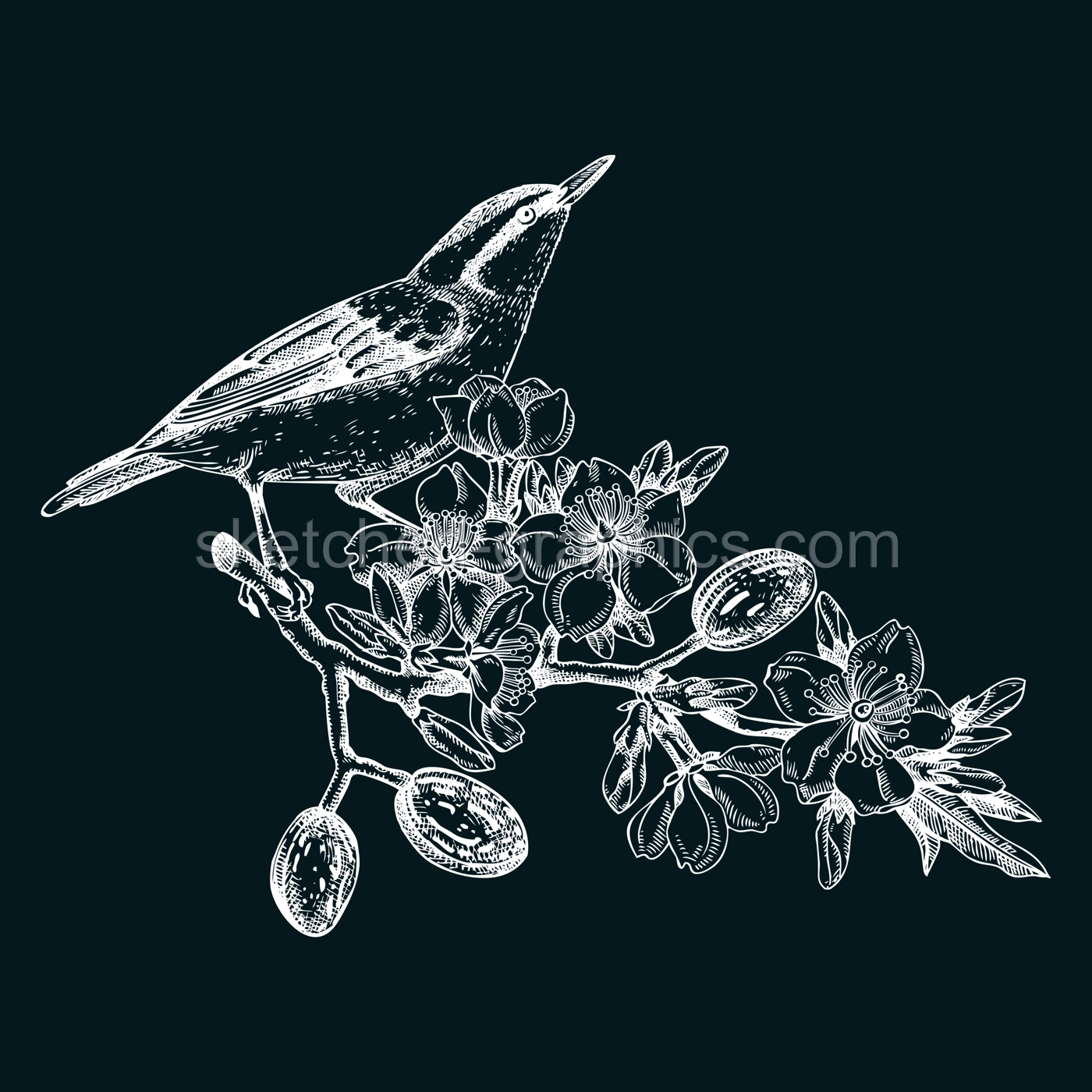 Nuthatch sitting on flowering almond branch sketch. Vector spring garden illustration on chalkboard. Hand drawn passerine bird singing on blooming tree with nuts, leaves and flowers design Illustration